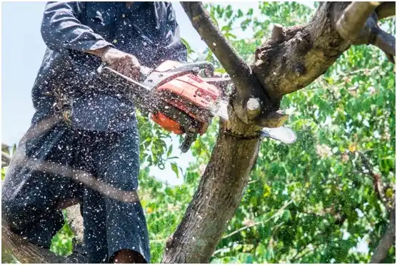 tree services Big Piney